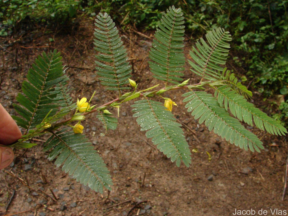 Chamaecrista nictitans (L.) Moench